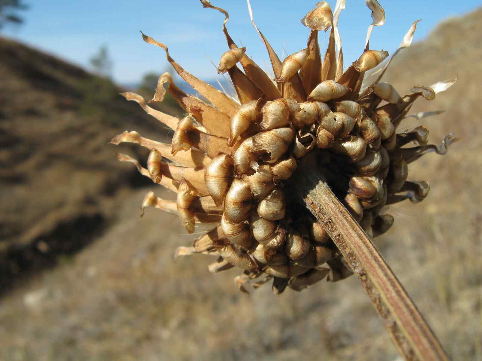 漏芦烘干药材