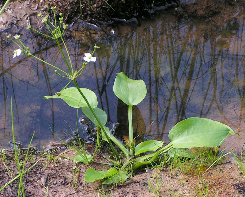 新鲜泽泻植株