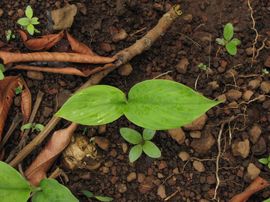 姜黄烘干房怎么选?根茎类药材分段控温干燥工艺要点 姜黄烘干房怎么选?根茎类药材分段控温干燥工艺要点