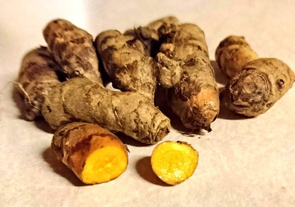 莪术新鲜根茎 莪术新鲜根茎